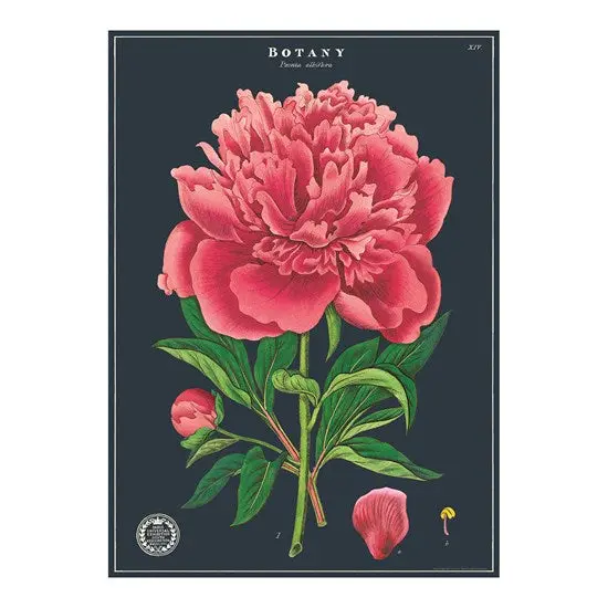 Botany-Themed Vintage Poster – 20 × 28 Inches 1