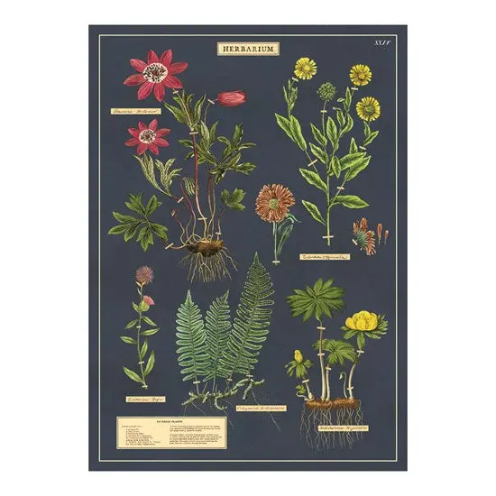 Herbarium Vintage Poster – 20 × 28 Inches Botanical Wall Art 1