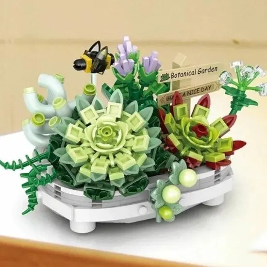 Live Potted Succulent Plants – Assorted Varieties 1