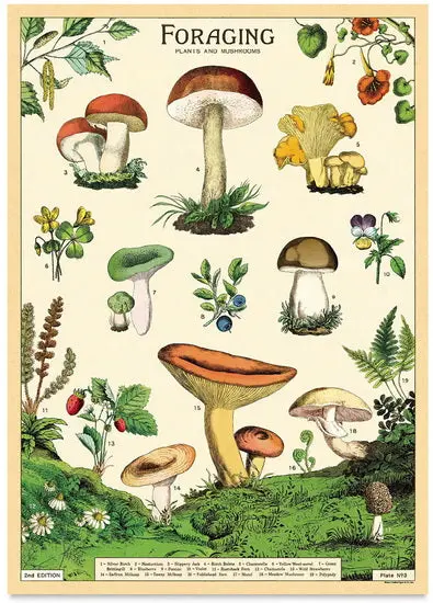 Retro Foraging-Themed Vintage Poster, 20 X 28 Inches 1