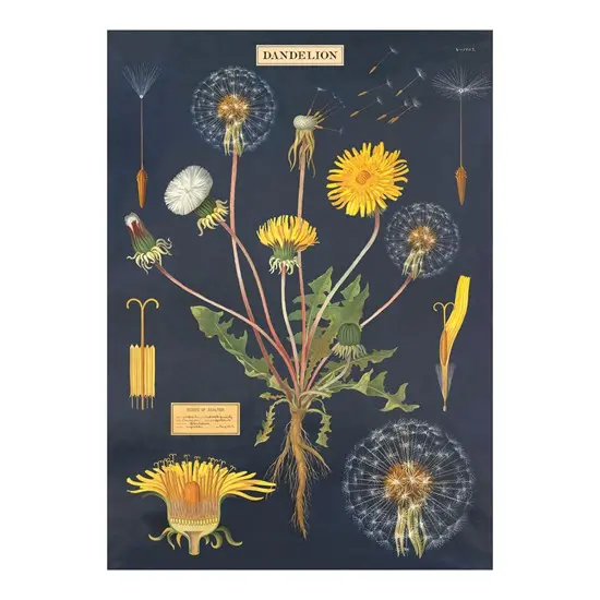 Retro-Inspired Dandelion Identification Poster – 20×28 Inches 1
