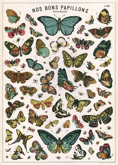 Vintage-Style Butterfly Identification Poster – 20X28 Inches 1